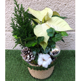 Flowers Lebanon-AMIR-Product Image
