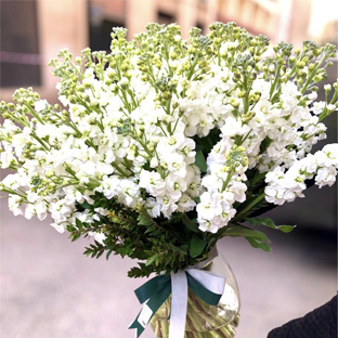 Flowers Lebanon-BLANCHE-Product Image