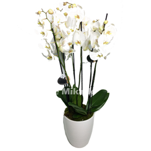 Flowers Lebanon-MARISE-Product Image