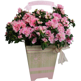 Flowers Lebanon-MARINA-Product Image