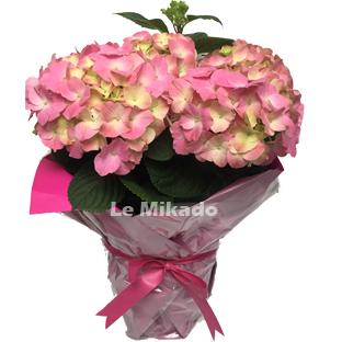 Flowers Lebanon-MICHELLA-Product Image