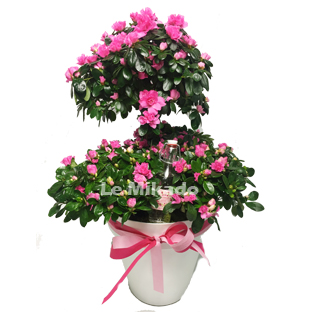 Flowers Lebanon-MIGNONNE-Product Image