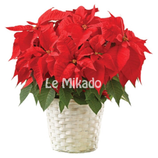 Flowers Lebanon-PEDRO-Product Image